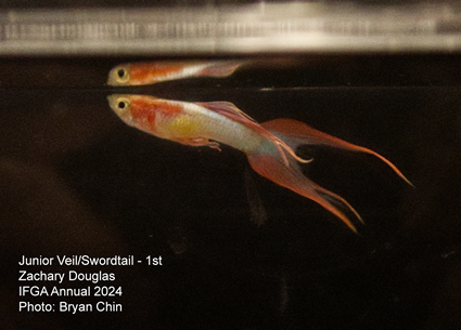 guppy double swordtail